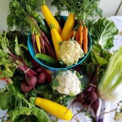 vegetables vegetables