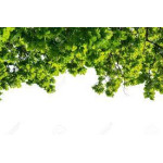 Study Finds Nature Walks Boost Creativity