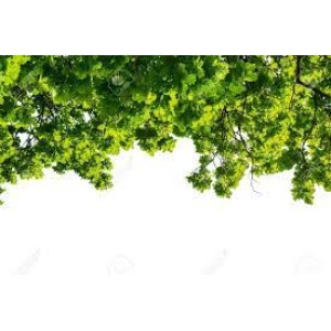 Study Finds Nature Walks Boost Creativity Study Finds Nature Walks Boost Creativity